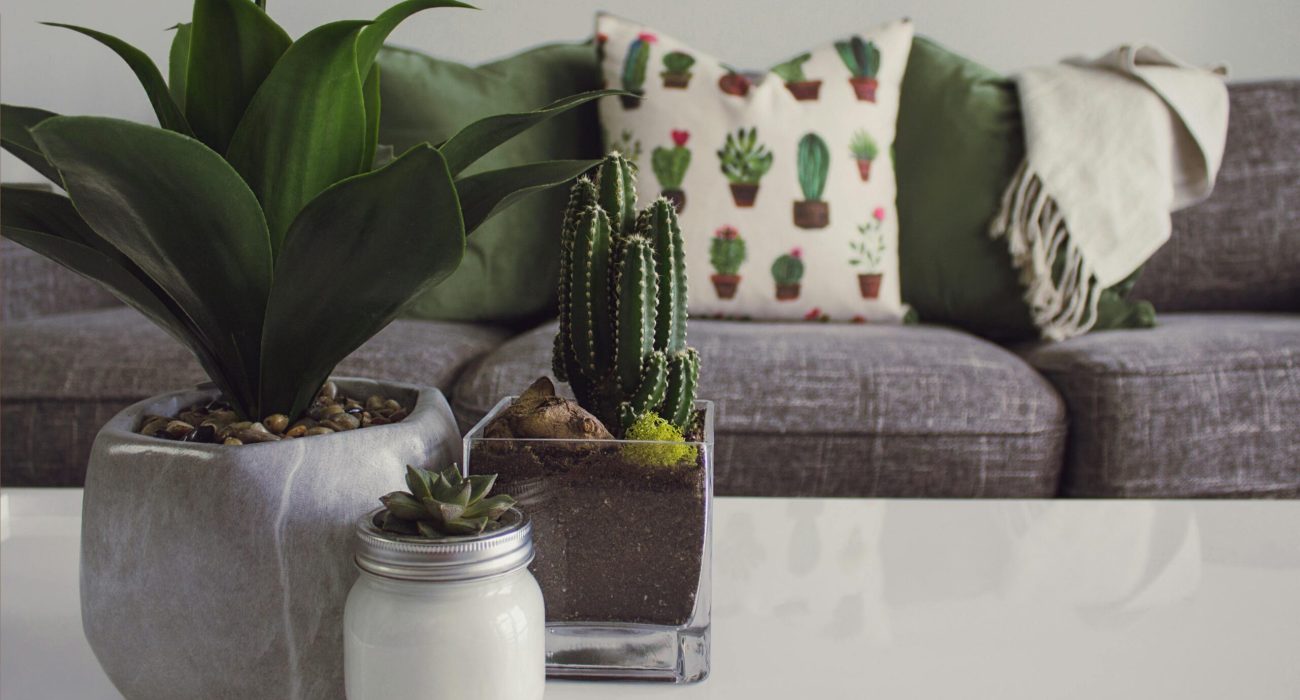 Modern living room featuring potted plants, cactus decor, and a cozy sofa.